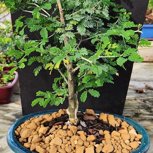10 year old Brazilian Raintree bonsai tree great for indoors
