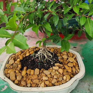 May include: A small bonsai tree with pink flowers in a white ceramic pot. The tree is surrounded by small brown rocks.