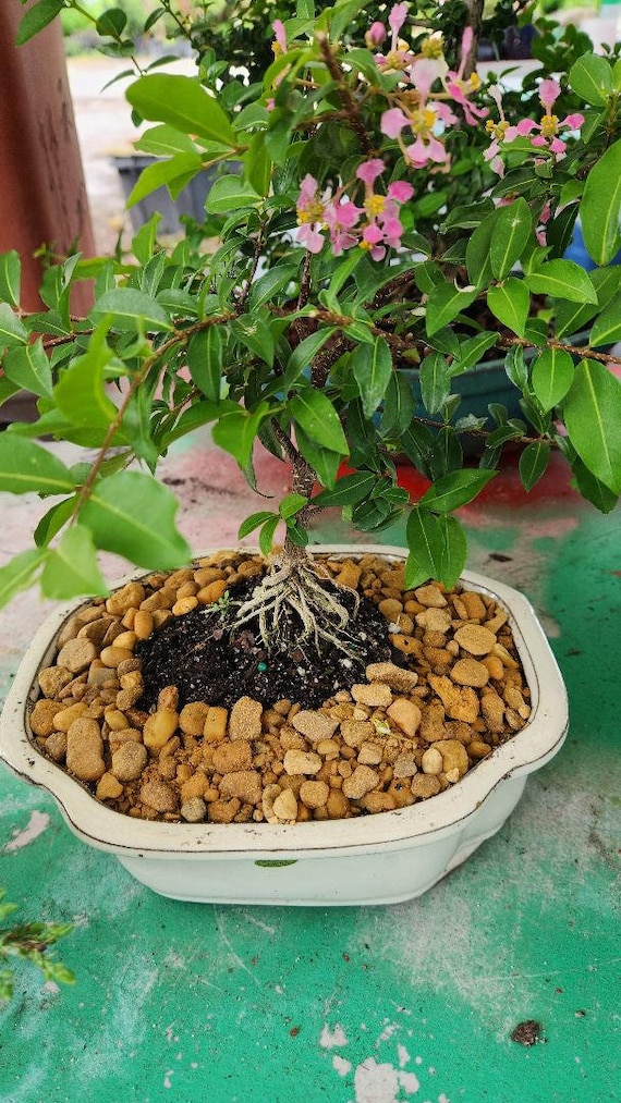 Dwarf Mini Cherry Bonsai Tree: Pink Blooms & Edible Cherries