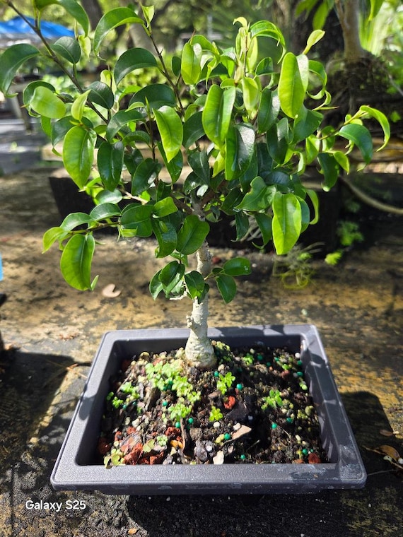 Ficus 'Too Little' Bonsai Tree: Easy Care Indoor Plant