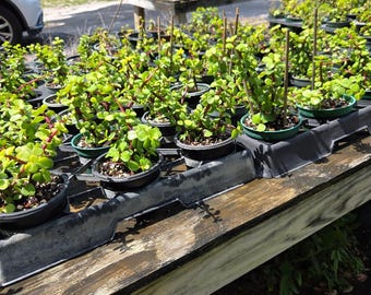 Dwarf Jade Starter Plant – Beginner Bonsai Tree, Low Light Houseplant