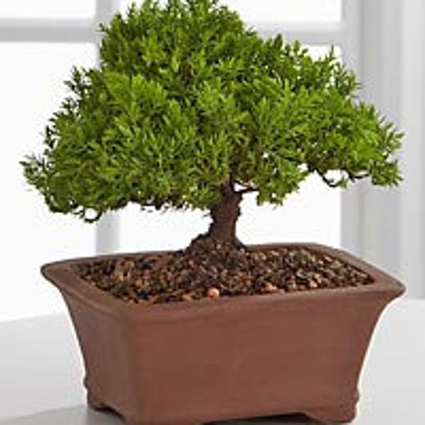 Lousbonsai traditional Juniper bonsai tree 7yrs old. You can pick a color pot contact us
