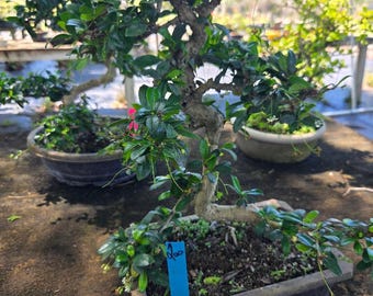 Fukien Tea Bonsai Tree: S-shaped Indoor Garden - Etsy