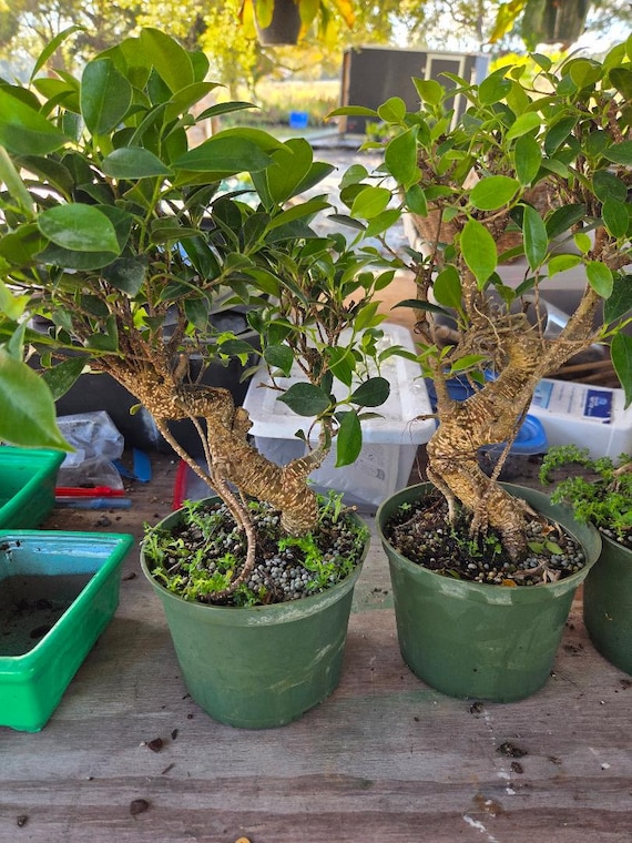 bonsai tree care kit Bonsai Tree main image 1