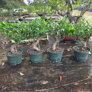May include: Four small bonsai trees in green pots are arranged on a weathered wooden surface. The trees have green leaves and twisted trunks. The background shows other plants and trees, suggesting a nursery or garden setting.