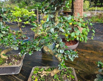 Fukien tea bonsai tree in 8/10 inch pot.  14yrs old. Easy indoor tree. Flowers white red berries