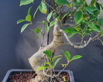 Specimen Ficus retusa bonsai tree    A real banyan tree. Beginner tree INDOORS READ BELOW