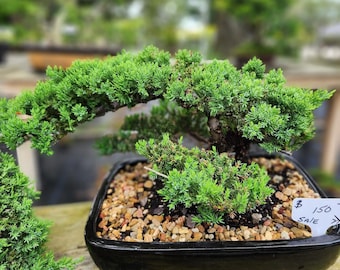 Lousbonsai.com Juniper bonsai tree in 10 inch pot.