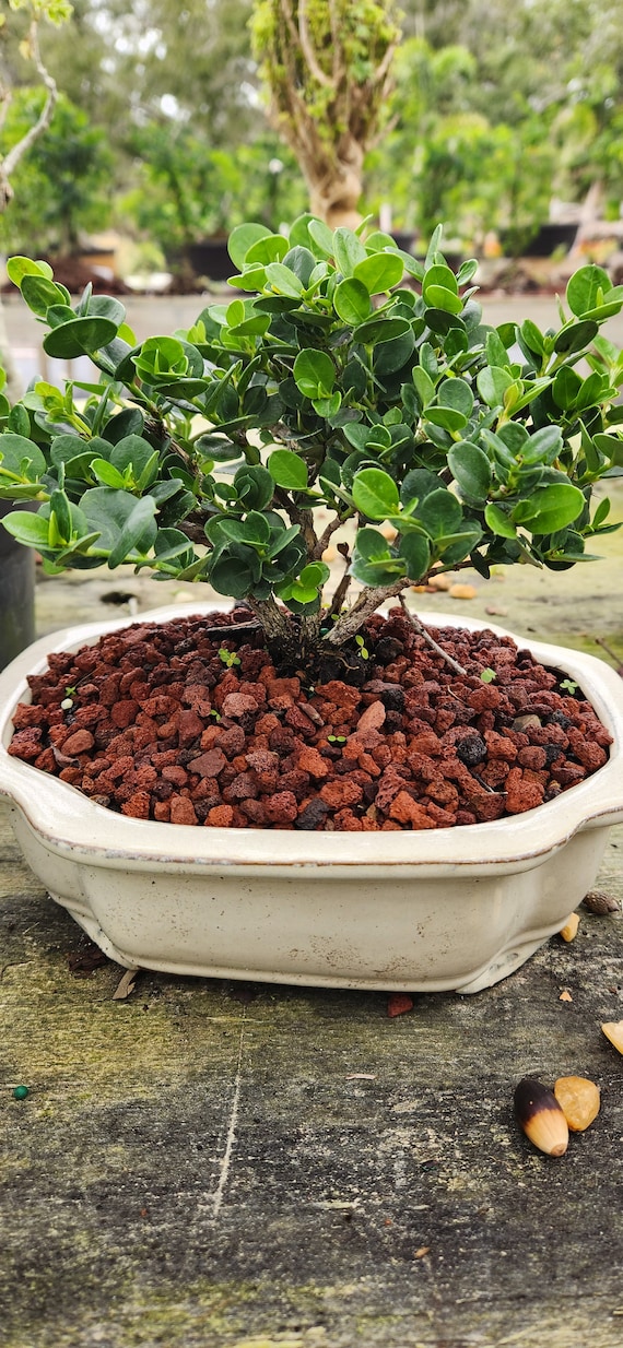flamboyant tree bonsai Bonsai Growing Kit main image 1