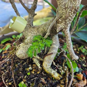 May include: A bonsai tree base with textured, light brown bark and exposed roots set in dark soil. A small, bright green plant grows near the trunk, and a thin, dark-colored millipede crawls along a root. A light yellow plastic tag is attached.