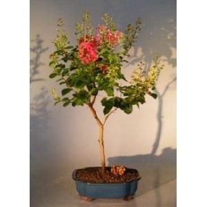 Flowering Crepe Myrtle Bonsai in 8inch Pot. Yes It Will Flower - Etsy