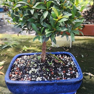 Brush Cherry white flowering bonsai tree in  8 inch glazed pot. Beginner tree