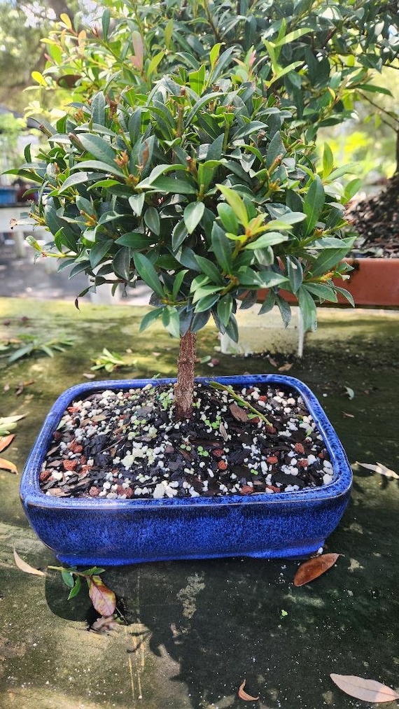Brush Cherry white flowering bonsai tree in 8 inch glazed pot. Beginner tree