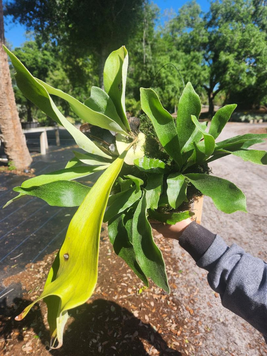 Three Staghorn Mounted on a Wooden Mount Hand Made. We Have About 35 in ...