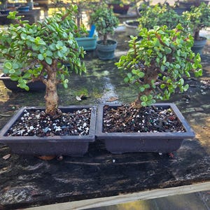 Lousbonsai.com Dwarf mini jade in 8inch bonsai pot.  Indoor please beginner. 7YRS