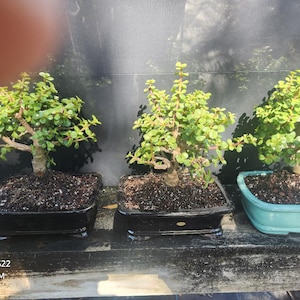 EASY BEGINNER Jade in 8inch pot  Nothing easier  Free shipping on these. Free gift. Sale