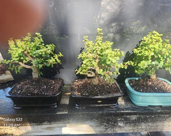 Beginner Jade Bonsai Tree in 8 inch Pot