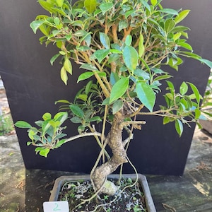 17yr Ficus Retusa Bonsai Tree: Easy Care Indoor Plant  Rare Split trunk.