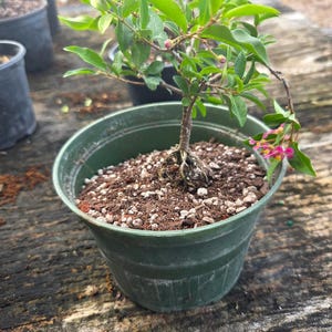 May include: A set of three ceramic nesting bowls in shades of blue, green, and white. The bowls feature a speckled glaze and a simple, modern design. The largest bowl is approximately 7 inches in diameter.