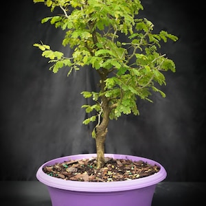 Lousbonsai.com Prebonsai  Brazilian Raintree save money use your own pot.  14-18 inches tall