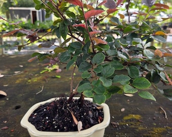 Lousbonsai.com lorepetaal pink flowing  Bonsai tree that flowers.  t and indoors please