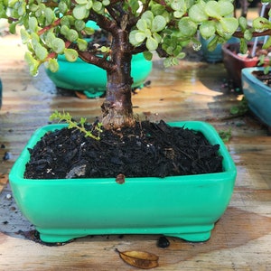 Jade nain panaché dans un pot de lousbonsaï de 15 cm (6 po.)