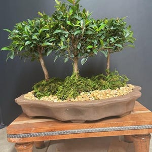 Brush Cherry Bonsai Planting: Three Tree Arrangement