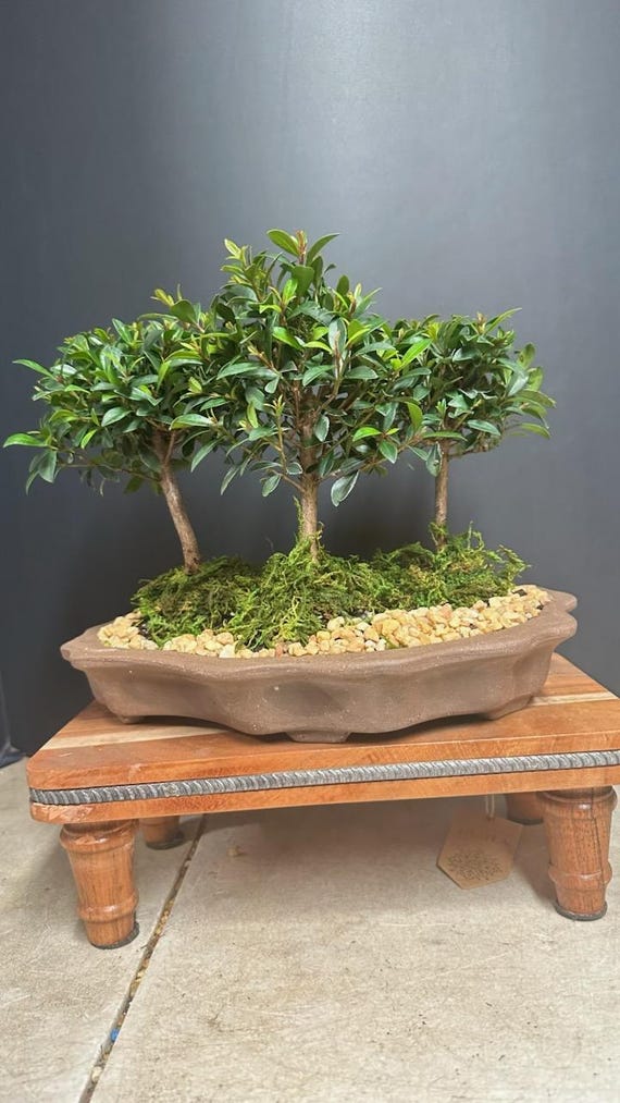 Brush Cherry Bonsai Planting: Three Tree Arrangement - Etsy