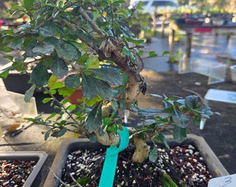 Fukien Tea Bonsai Tree: S-shaped Indoor Garden - Etsy