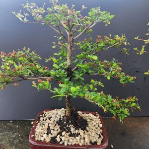 Lousbonsai.com large black olive bonsai tree. Indoor.