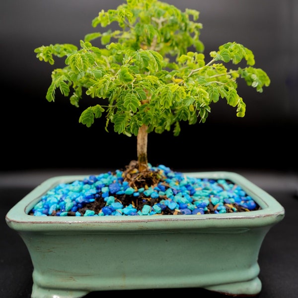 Dwarf brazilian raintree bonsai tree jn 6inch pot.