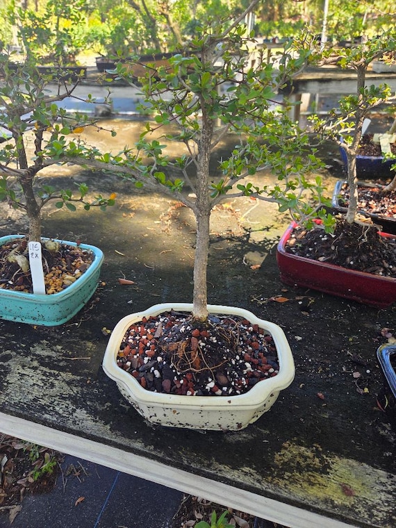 Dwarf Black Olive Bonsai with White Flowers - 10 Inch Pot