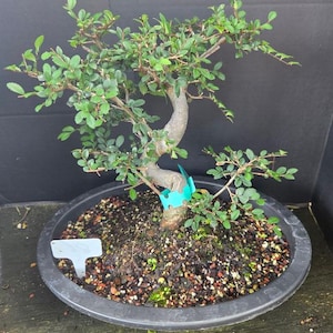 May include: A small bonsai tree with a curved, light brown trunk and numerous green leaves, planted in a round black plastic pot filled with dark soil and small pebbles. A bright turquoise plastic tag is attached to the trunk, and a white tag is in the soil.