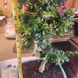 Flowering fukien tea indoor bonsai that flowers and fruits SALE