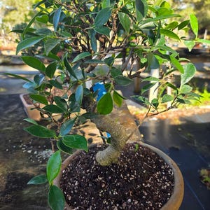 Imported Ficus Retusa Bonsai Tree 15 Year Old Indoor Plant banyan tree