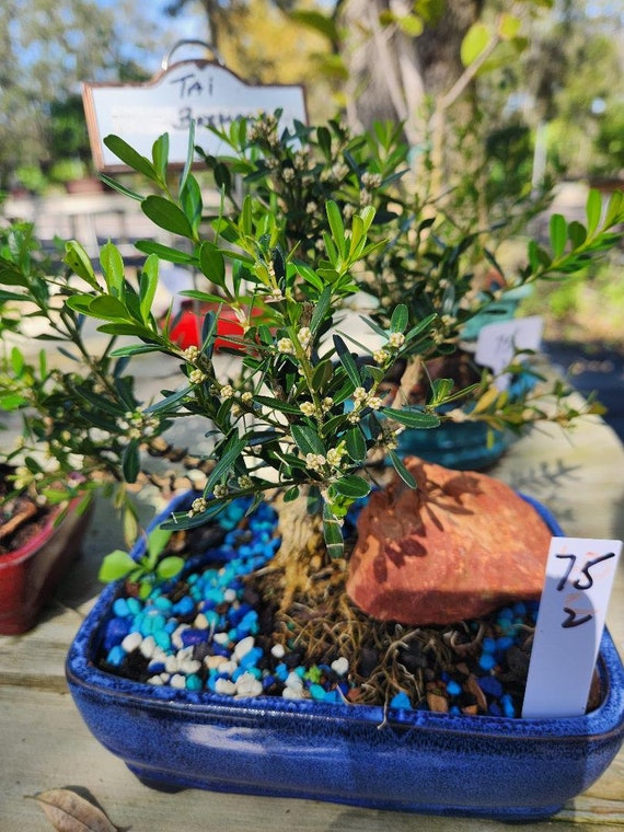 true lavender plant Phenomenal Lavender Plant