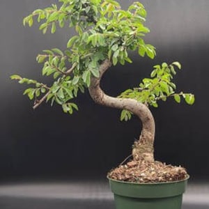 Imported chinese elm bonsai tree that just needs a pot.