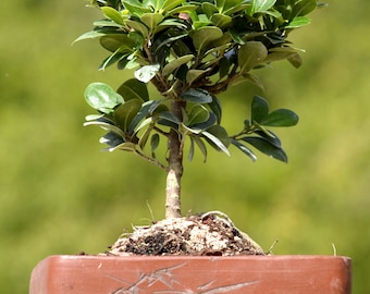 Lousbonsai.com Green Island Ficus bonsai tree in glazed pot