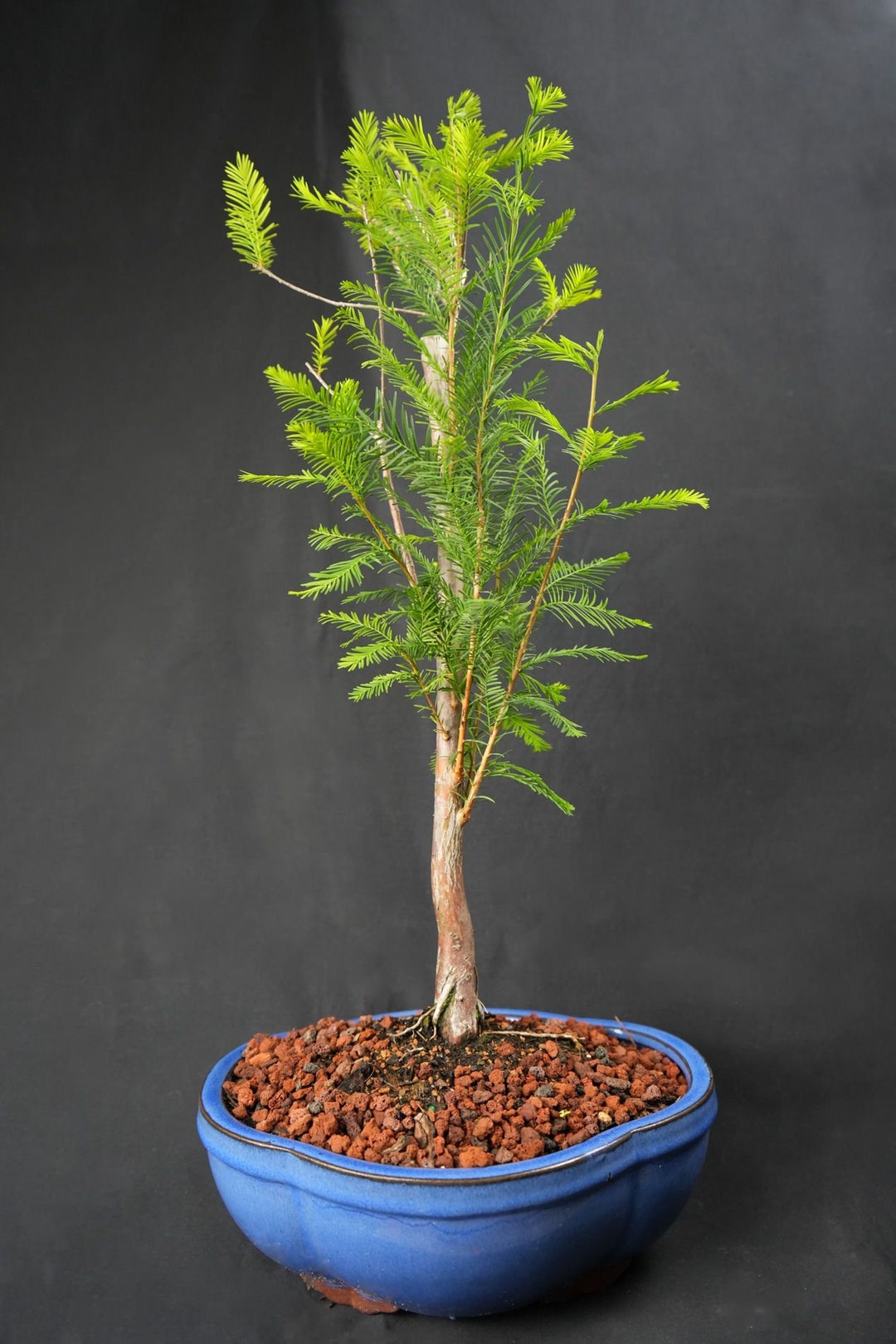 Bald Cypress Bonsai Tree in 8inch Pot. Loves Water We Even Grow in