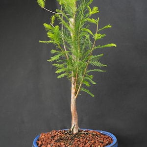 Bald cypress bonsai tree in 8inch pot. Loves water We even grow in water.  indoors is fine. SALE