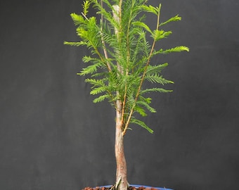 Bald cypress bonsai tree in 8inch pot. Loves water We even grow in water.  indoors is fine.