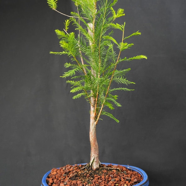 Bald Cypress Bonsai Tree - 8 Inch Pot - Water Loving