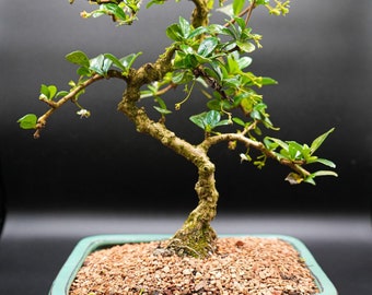 Flowering and Fruiting Fukien Tea bonsai tree. Beginner tree, low light, low care