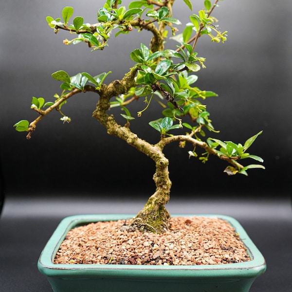 Flowering and Fruiting Fukien Tea bonsai tree. Beginner tree, low light, low care