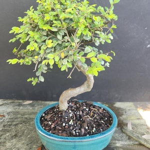 10yr Old Chinese Elm bonsai tree in 8inch pot