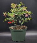 Dwarf Cherry pre bonsai tree that just needs a pot.   Pink and yellow blooms and real cherries 3x a year FREE SHIPPING