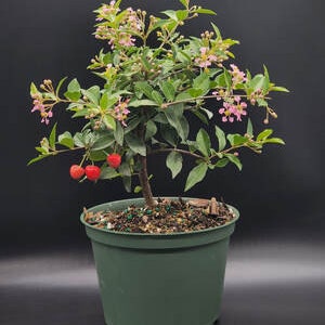 Dwarf Cherry Pre Bonsai Tree - Pink Blooms & Real Cherries barbados cherry