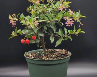 Dwarf Cherry pre bonsai tree that just needs a pot.   Pink and yellow blooms and real cherries 3x a year