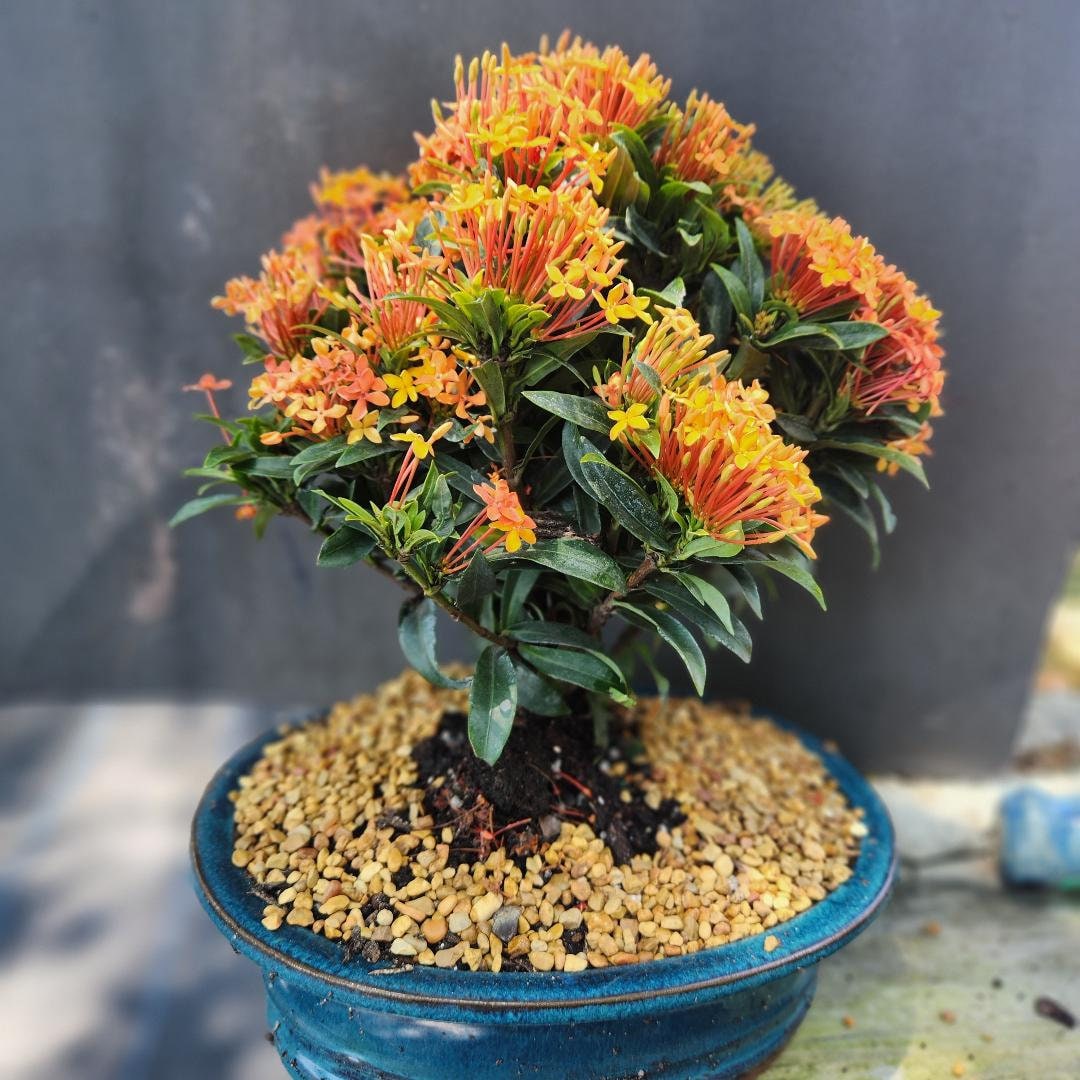 Dwarf Orange Ixora Bonsai Tree: Indoor Blooms - Etsy