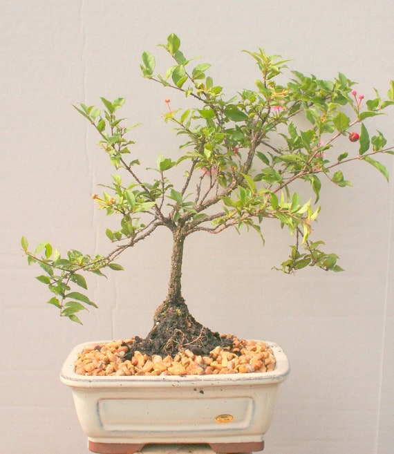 Cherry Fruiting Flowering Bonsai Tree for Your Home or